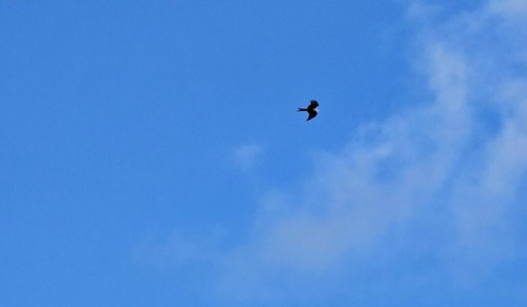 Red Kite over The Loch Ness Centre