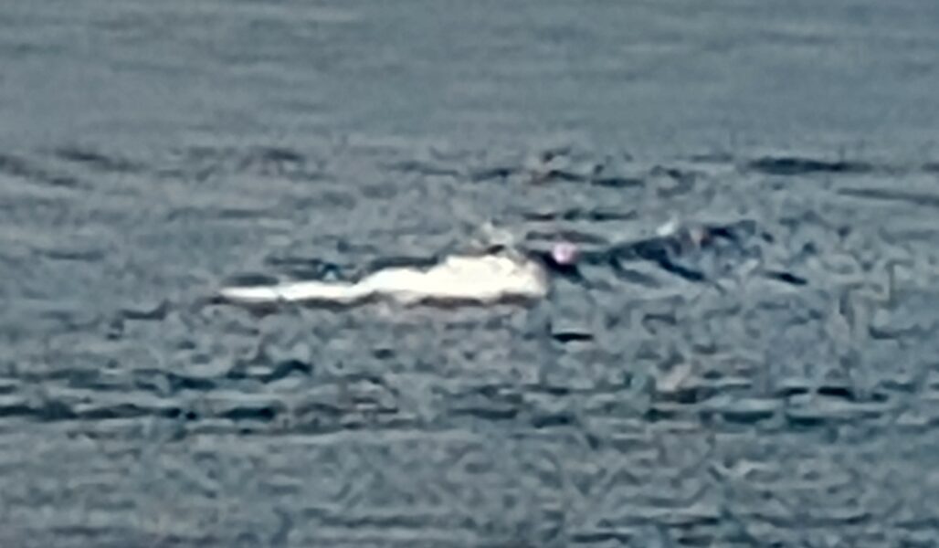 11-year-old Evelyn submitted a sighting at 16:41 on Saturday 1st June © The Loch Ness Centre