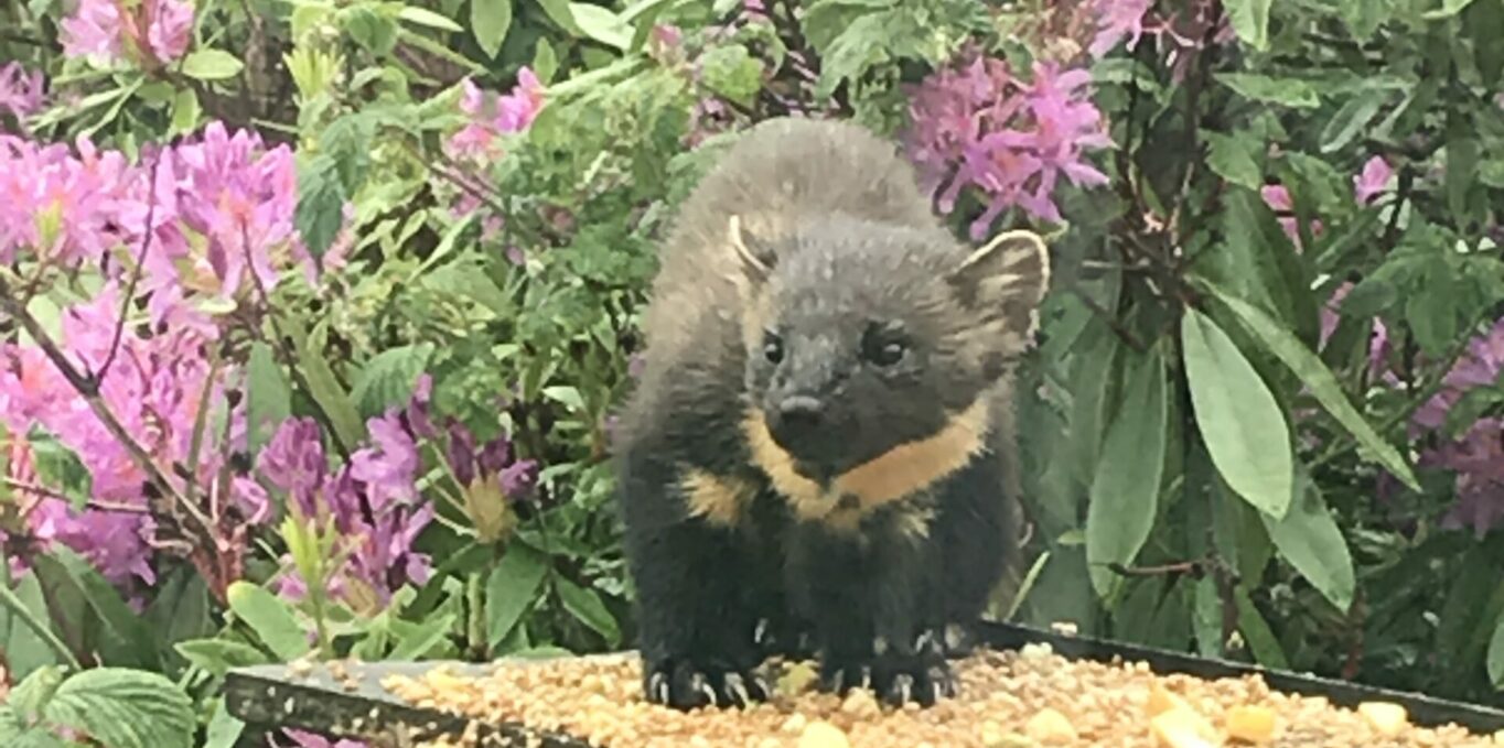 Pine marten close to Loch Ness