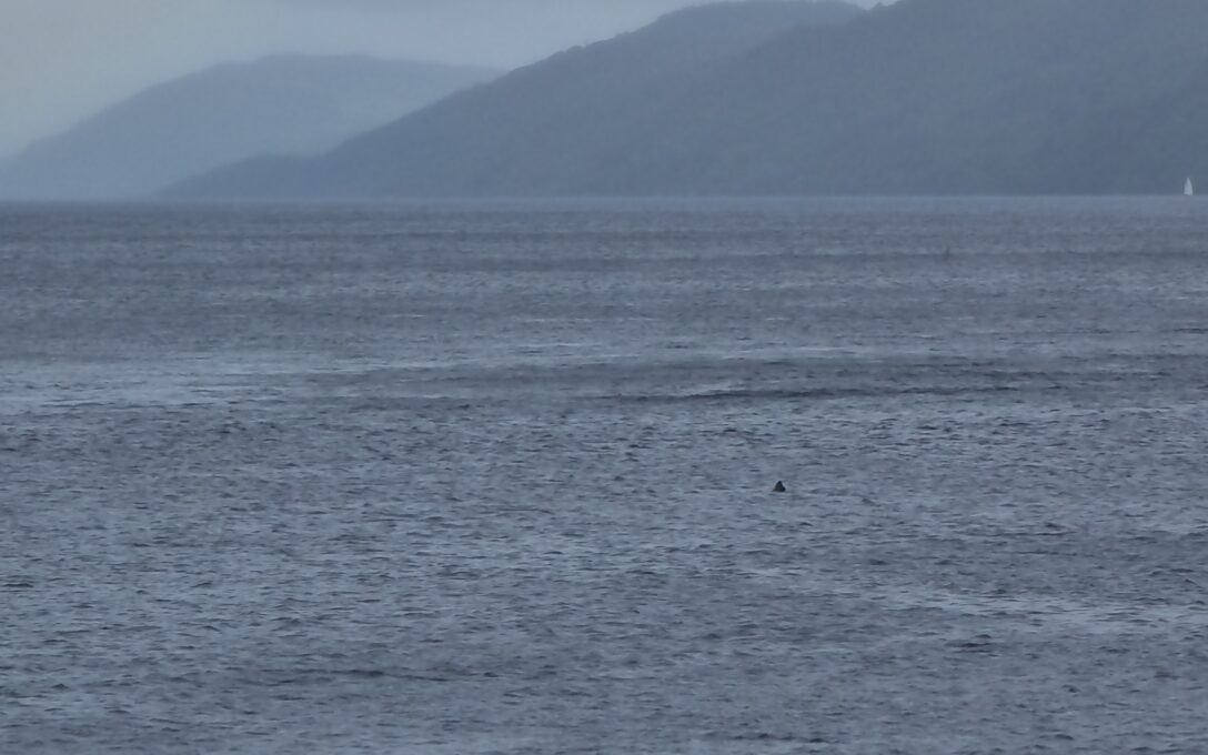 A seal spotted in Loch Ness in August