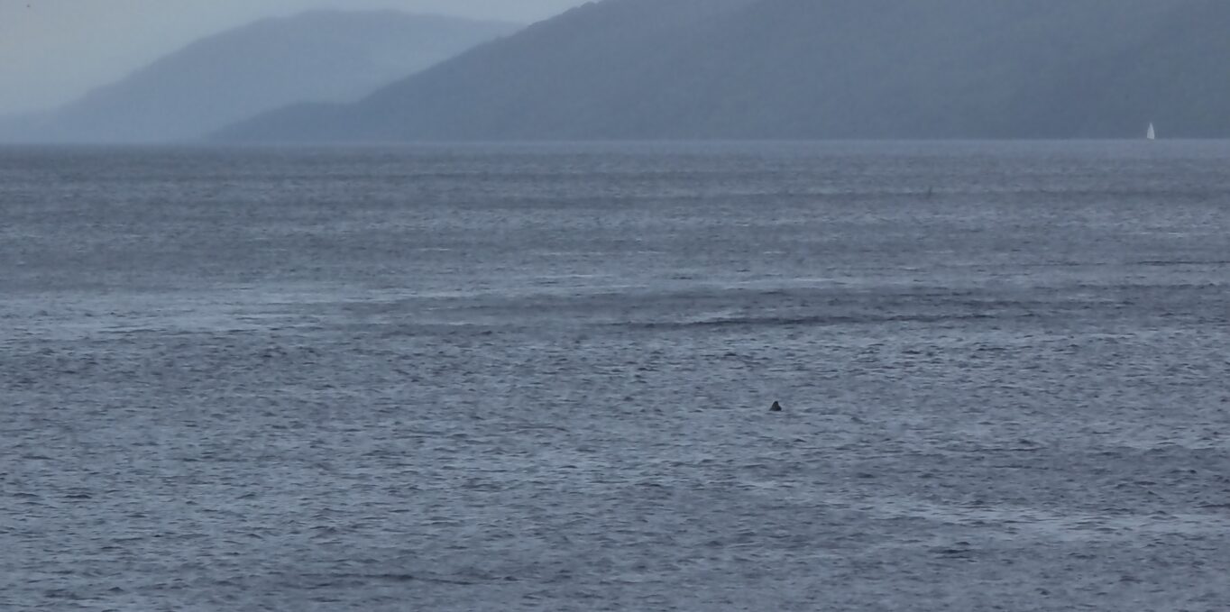 A seal spotted in Loch Ness in August