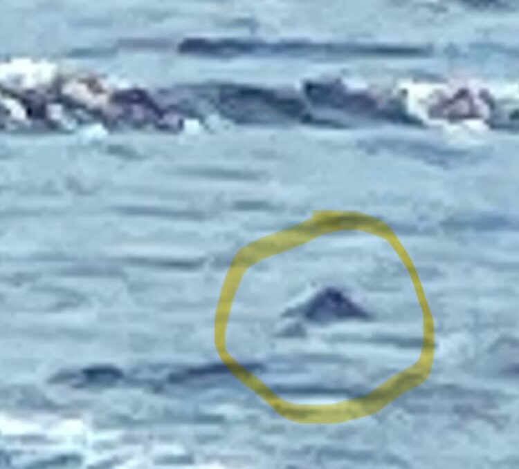 Mistaken identity of the elusive Loch Ness monster