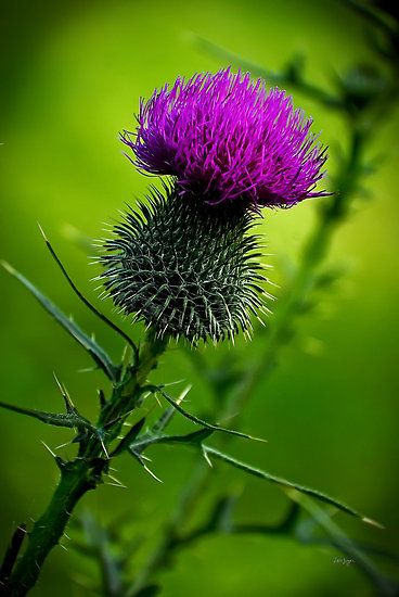 Scottish Thistle for Nessie puppet at The Loch Ness Centre