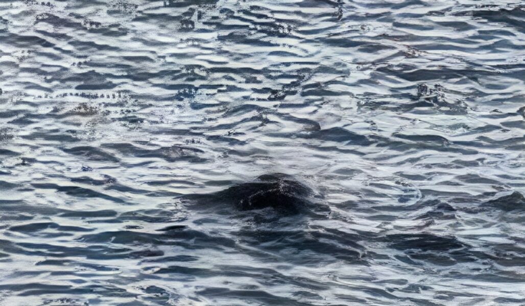 John's observation of the Loch Ness Monster and first potential sighting of 2025