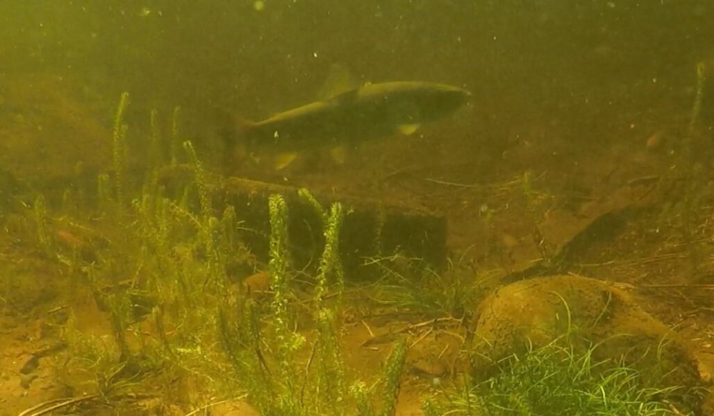 Salmon caught on camera in Loch Ness during the Quest Festival