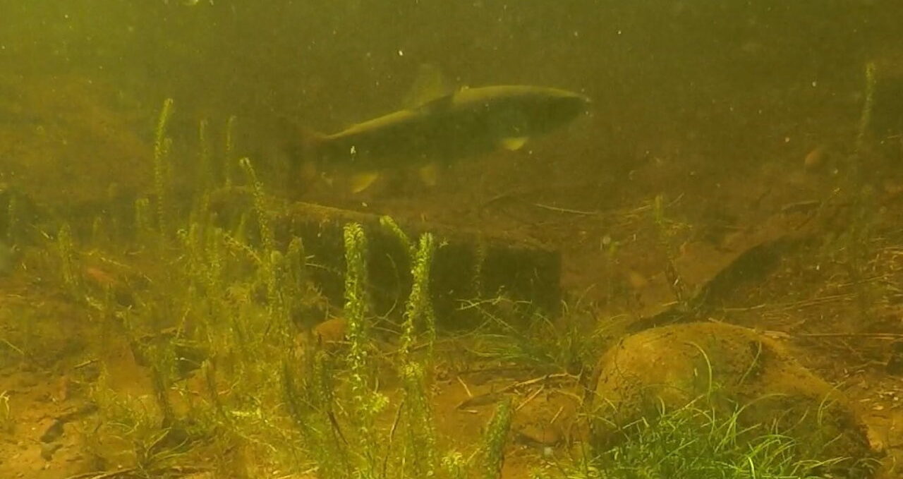 Salmon caught on camera in Loch Ness during the Quest Festival