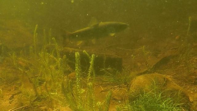 Salmon caught on Camera during The Quest Festival in 2025