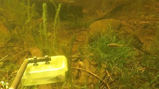 Small fish caught on camera during The Quest Festival weekend in 2025