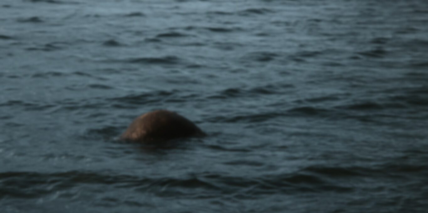 Bob's sighting of the Loch Ness Monster