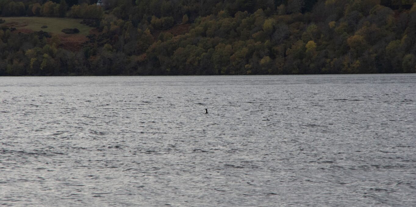 Cormorant