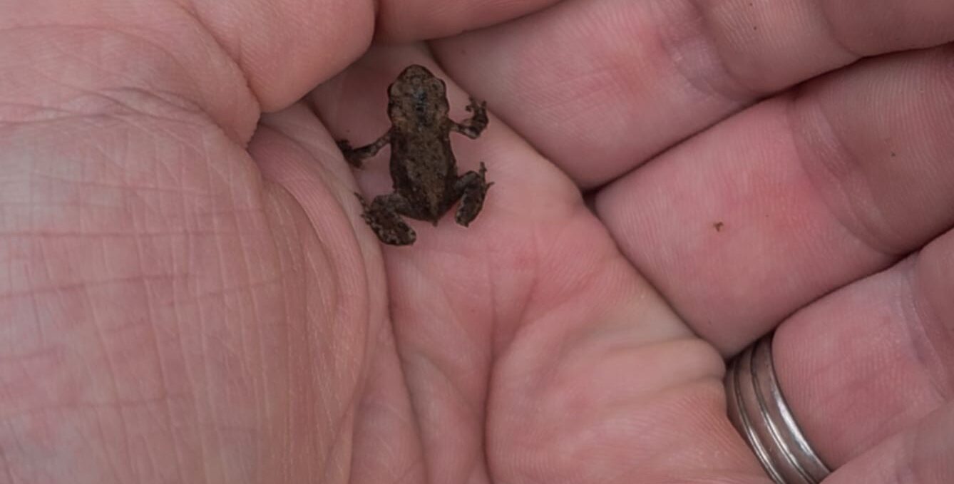 The Loch Ness Toad found by Alan Mckenna